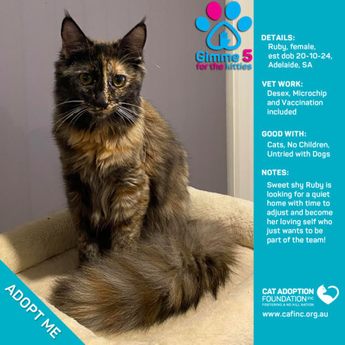 Ruby Just $100 Limited Time!