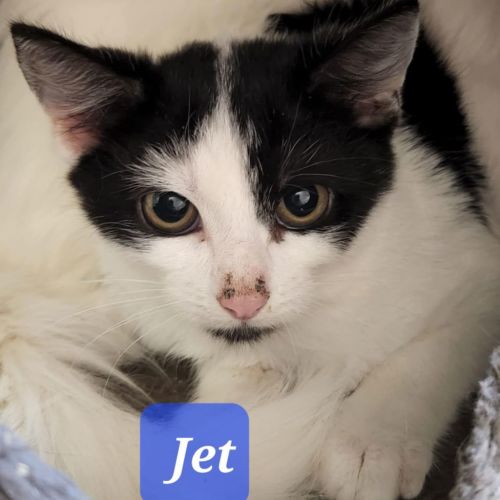 Jet