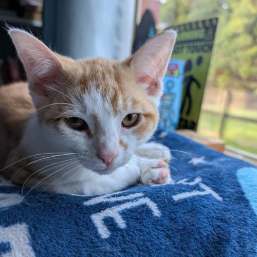 Nicholas meet me@hastings petstock