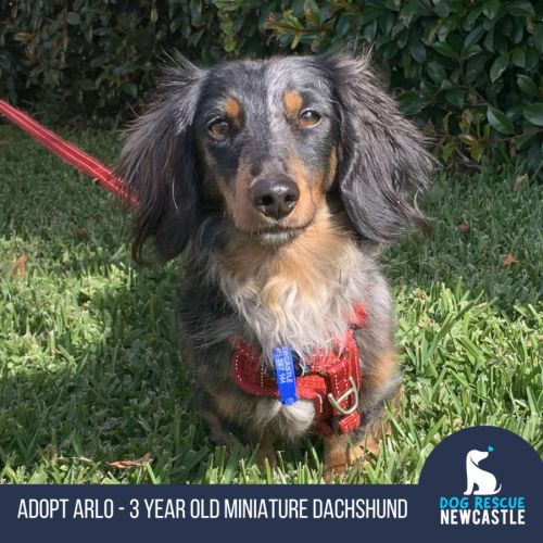 Arlo - 3 Year Old Miniature Dachshund