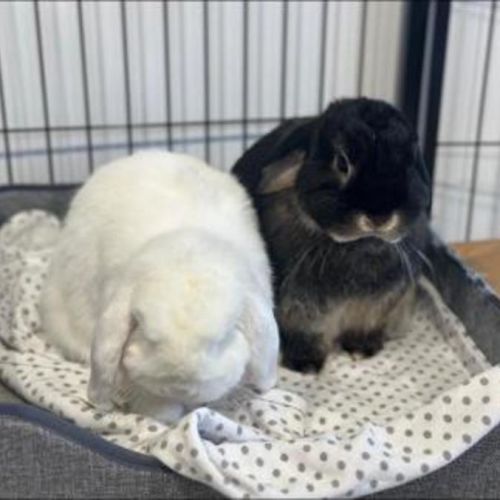 Digger & Fluff Fluff