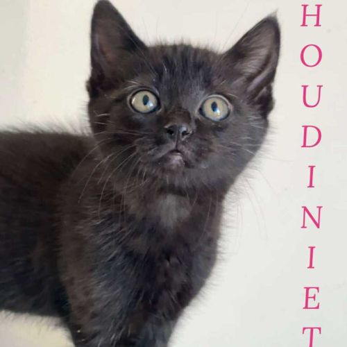 Houdiniette