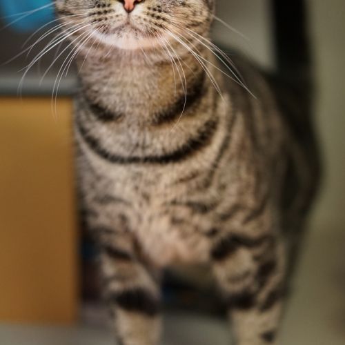 Duke