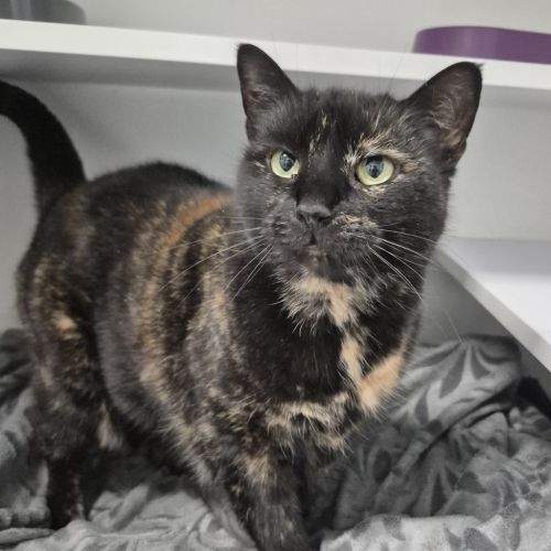 Coco