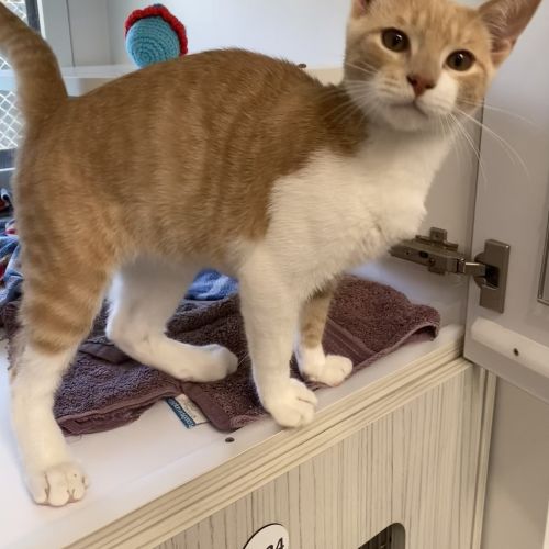 Figaro