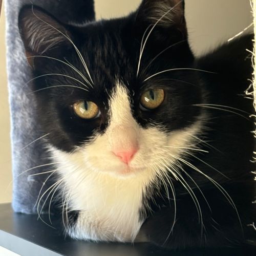 Blanc **2nd Chance Cat Rescue**