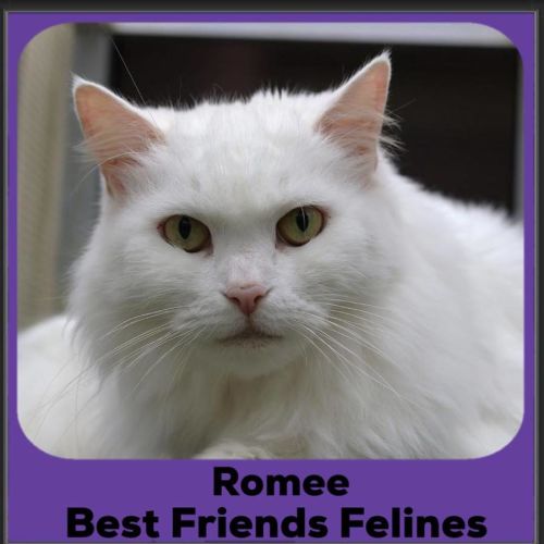 Romee 