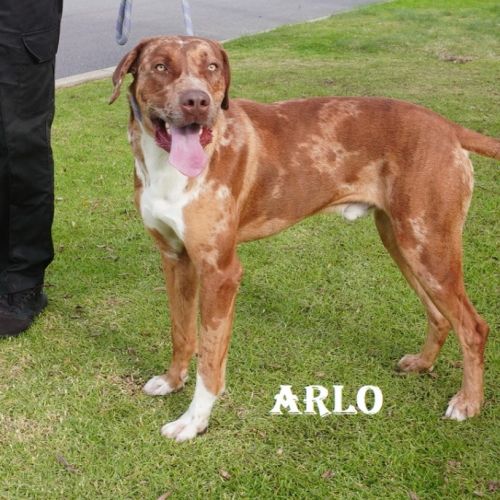 Arlo
