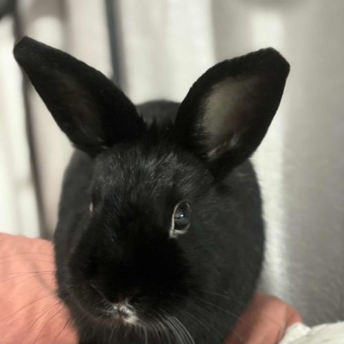 No photo for Smol Jr