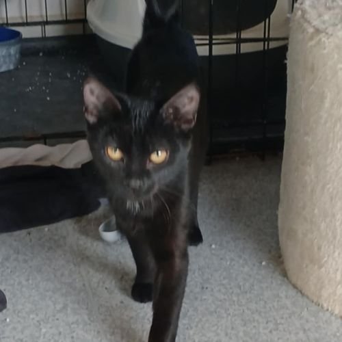 Raven * 9 Lives Project Rescue*