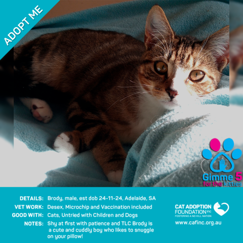 Brody Just $100 Limited Time!