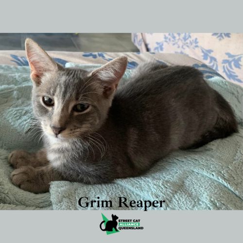 No photo for Grim Reaper