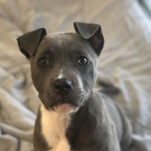 Daphne
