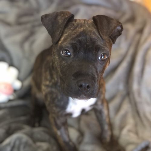 Finn