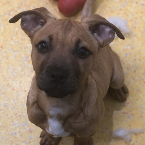 Nala