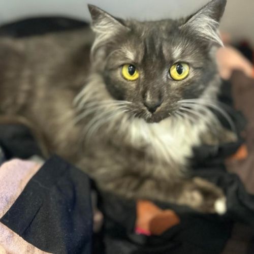 Mitzi