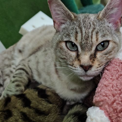 Lamani (bonded With Tauri)