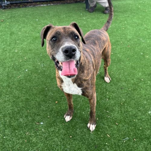 No photo for Oakley Imp 1558