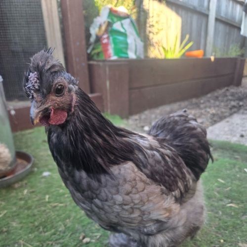 Charcoal the Rooster