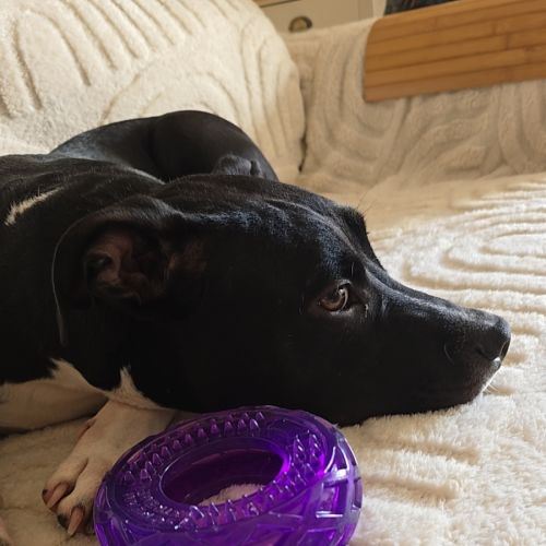 No photo for Bronson