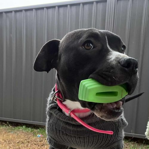 Kate 🐶  3 month old female Staffy x
