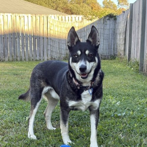 Diesel *$350 Adoption Fee*