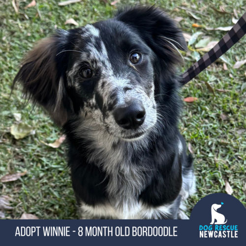 Winnie - 8 Month Old Bordoodle