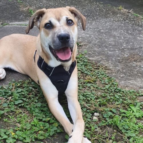 Mulan *$250 Adoption Fee*