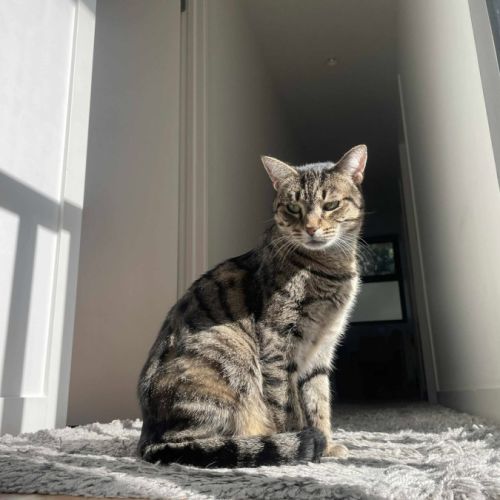 Suzie - Located in Macleod