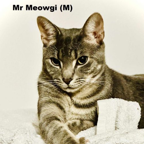 Mr Meowgi
