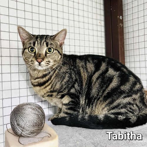 Tabbytha