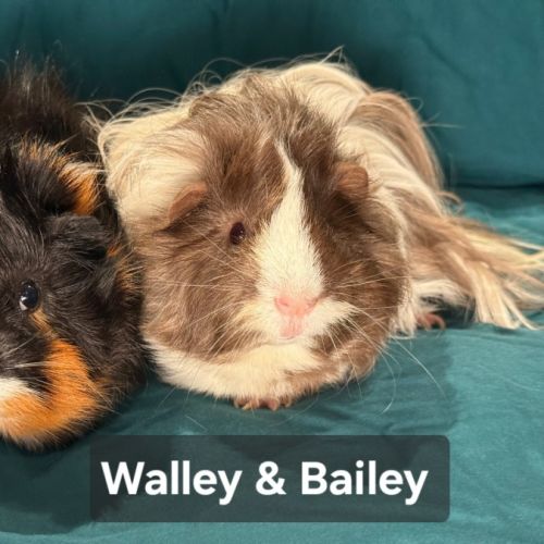 Walley and Bailey