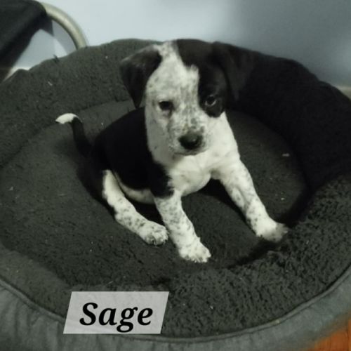 Sage