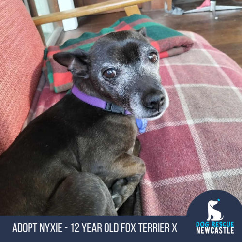 Nyxie - 12 Year Old Jack Russell X