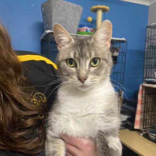 Dorothy- available at PET Quarters Tuggerah 