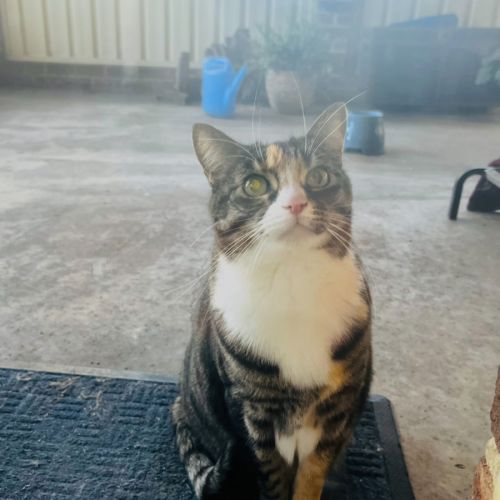 Bonnie Assisted Rehoming