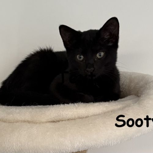Sooty