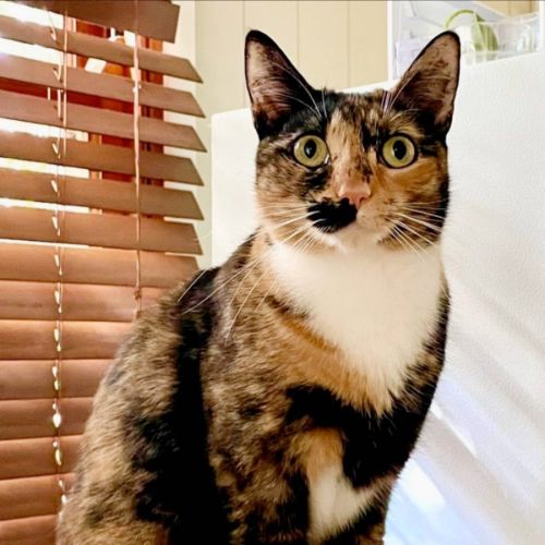 No photo for * Marigold *