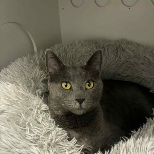 Nala- now available Rutherford PET Quarters