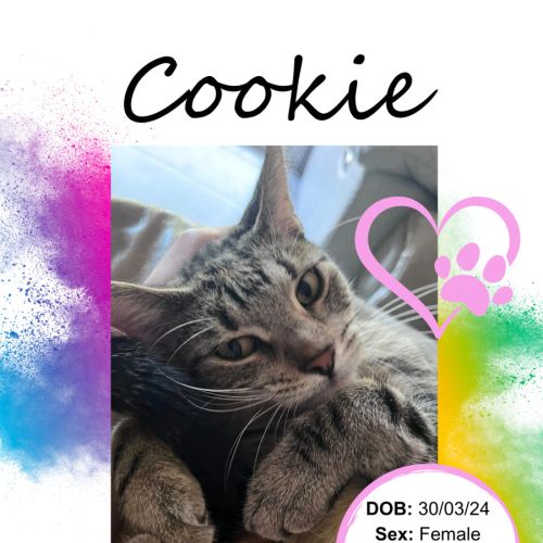 No photo for Cookie