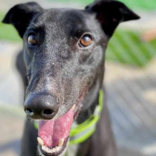 No photo for Jet The Greyhound