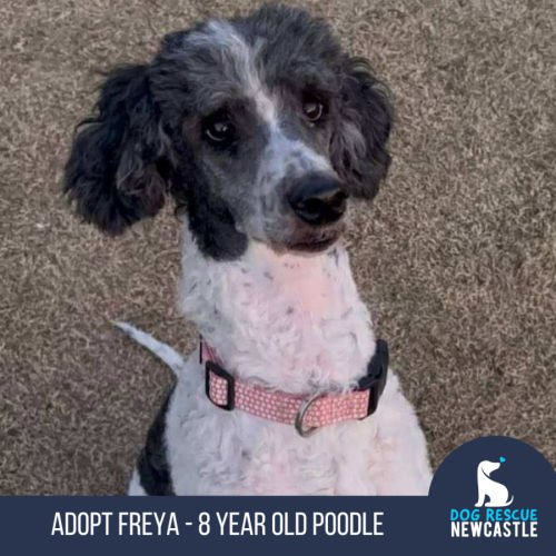 Freya - 8 Year Old Poodle
