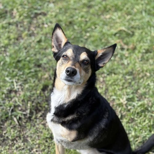 Beau *$350 Adoption fee*