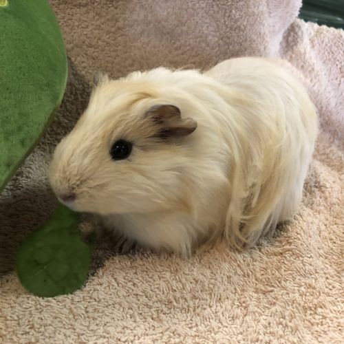 Capy (bonded To Bibbley)
