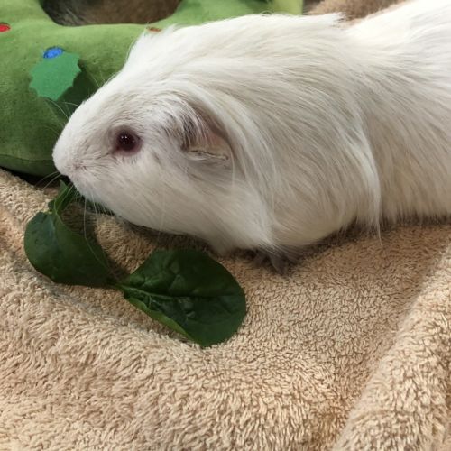 Bibbley (bonded To Capy)