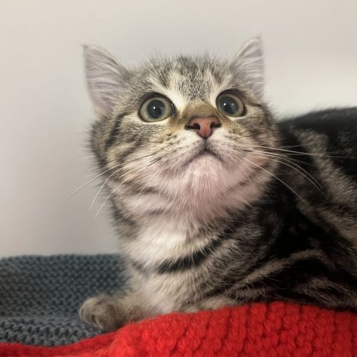 Chip - Adoption Pending