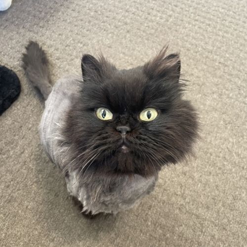 Domino