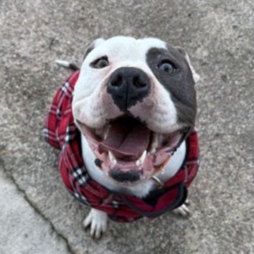 Samosa (Sammy)