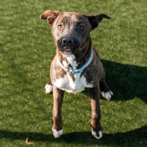 No photo for Wookie Imp 1545