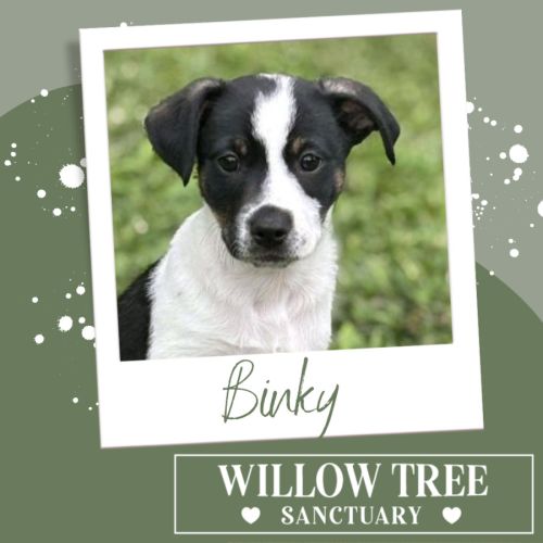 Binky